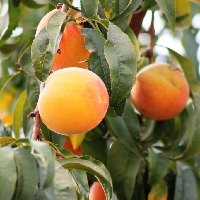 peach peach