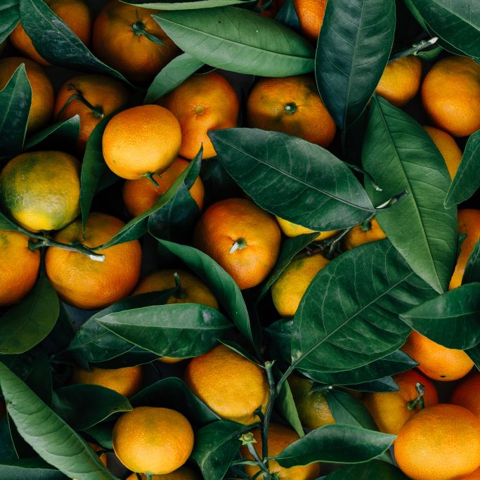 erol-ahmed-407736-unsplash erol-ahmed-407736-unsplash